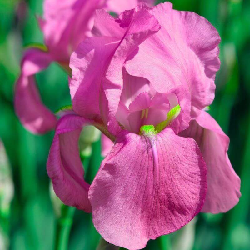 3 Iris "Color me Rose" - Lot de 3 vivaces - Pépinières Naudet - Imagen 1