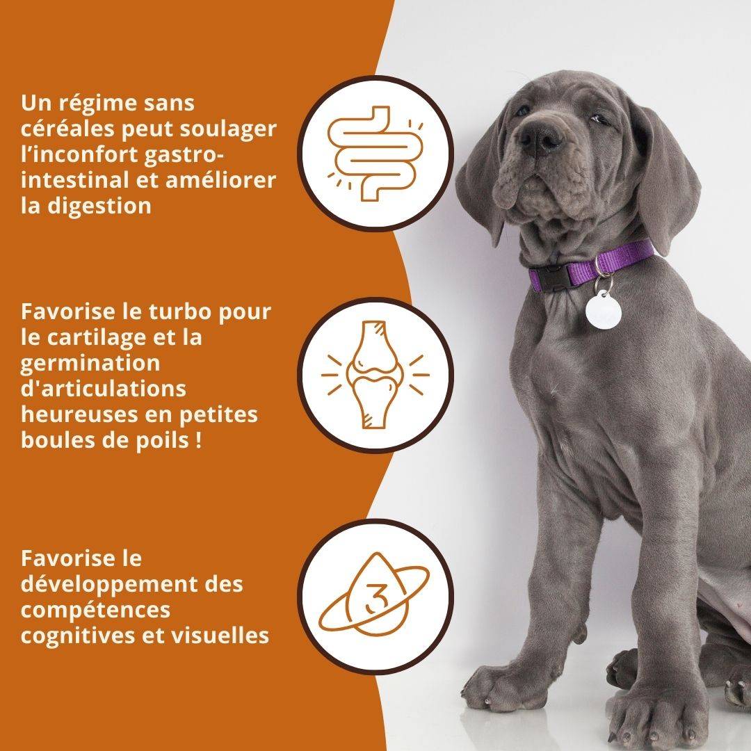 Wildfang - Wildfang Aliments secs juniors avec saumon pour chiots - sans céréales - 2 x 2 kg - Image 6