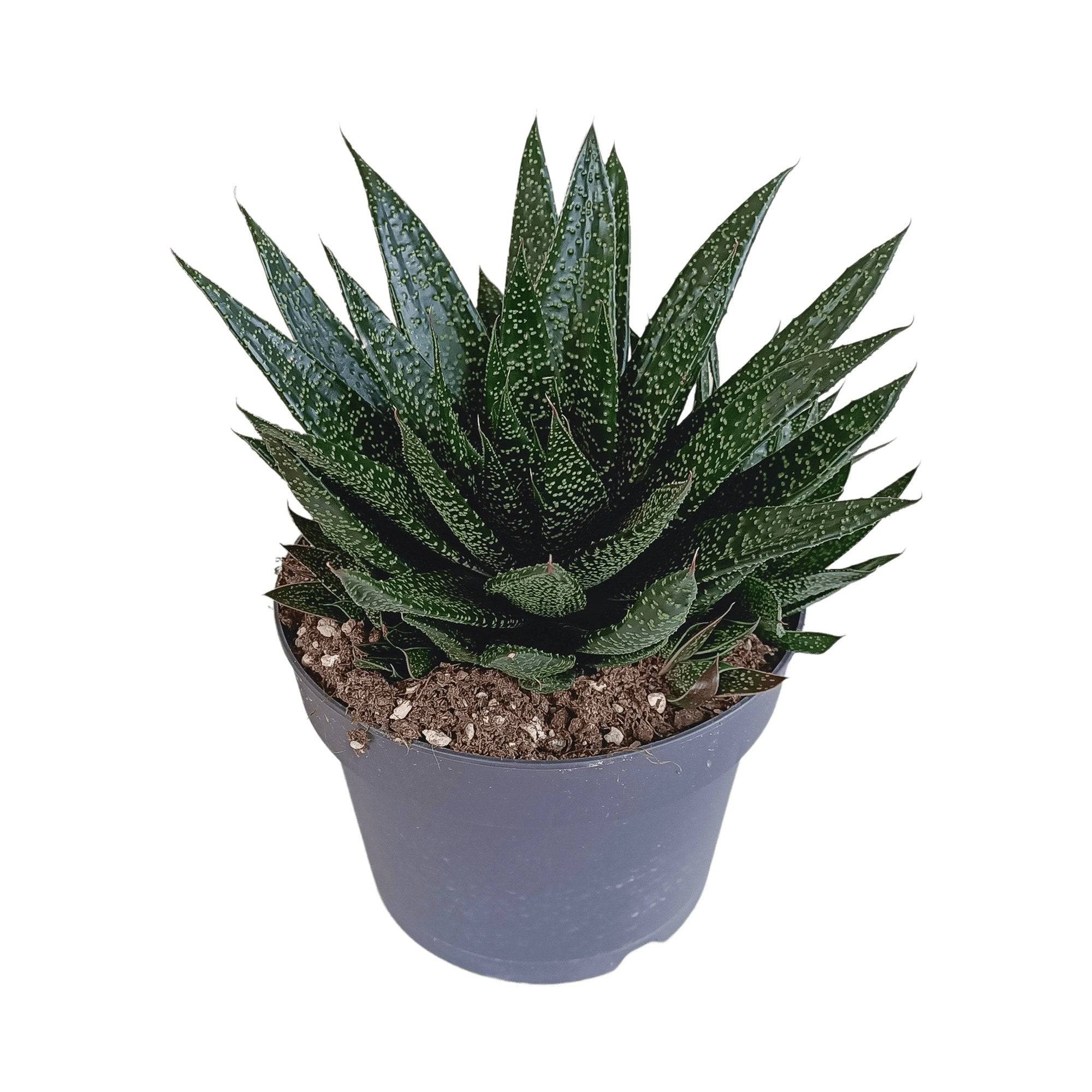 Gasteria - D17 H35cm - Image 1