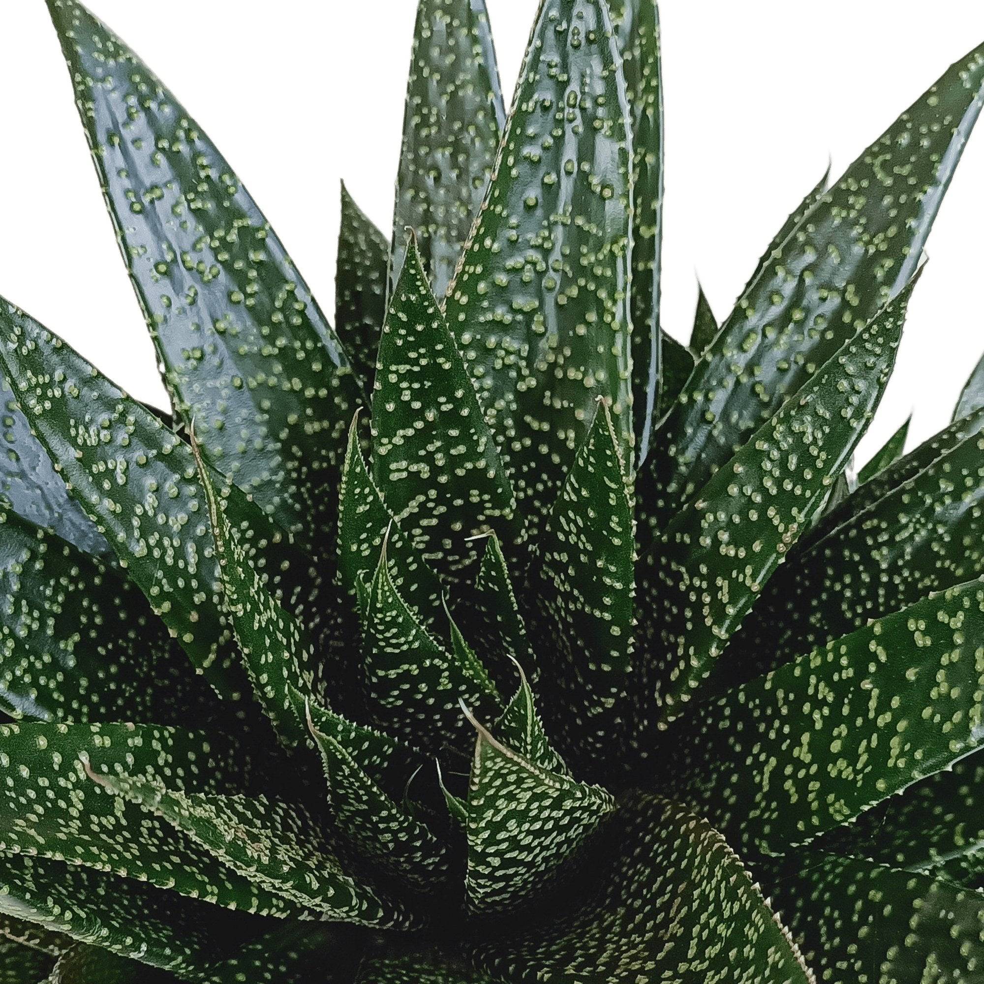 Gasteria - D17 H35cm - Image 4
