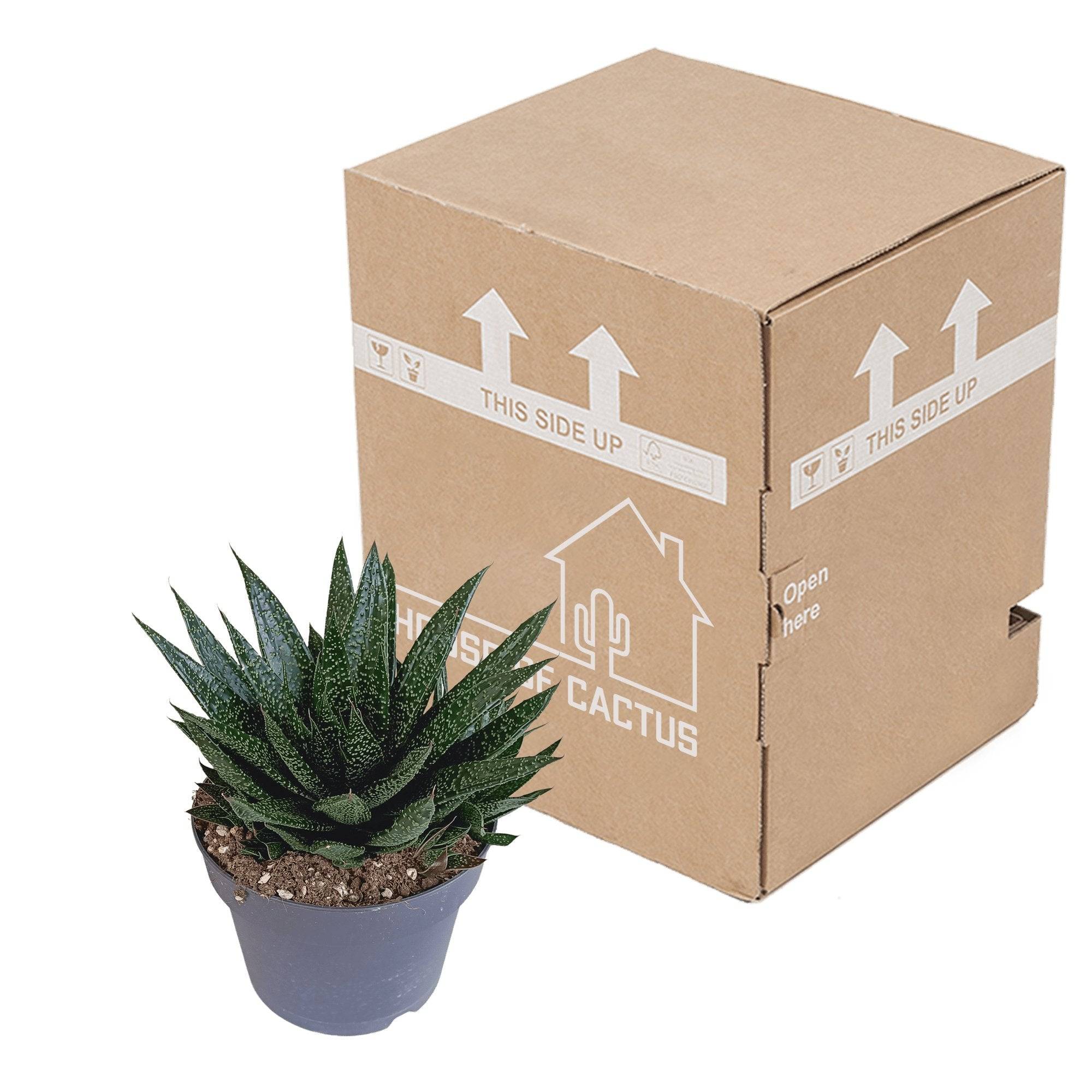 Gasteria - D17 H35cm - Image 3