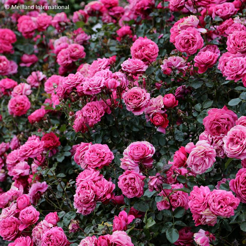 Promesse de Fleurs - Rosier à grandes fleurs Alexandre Astier Pot de 4L/5L