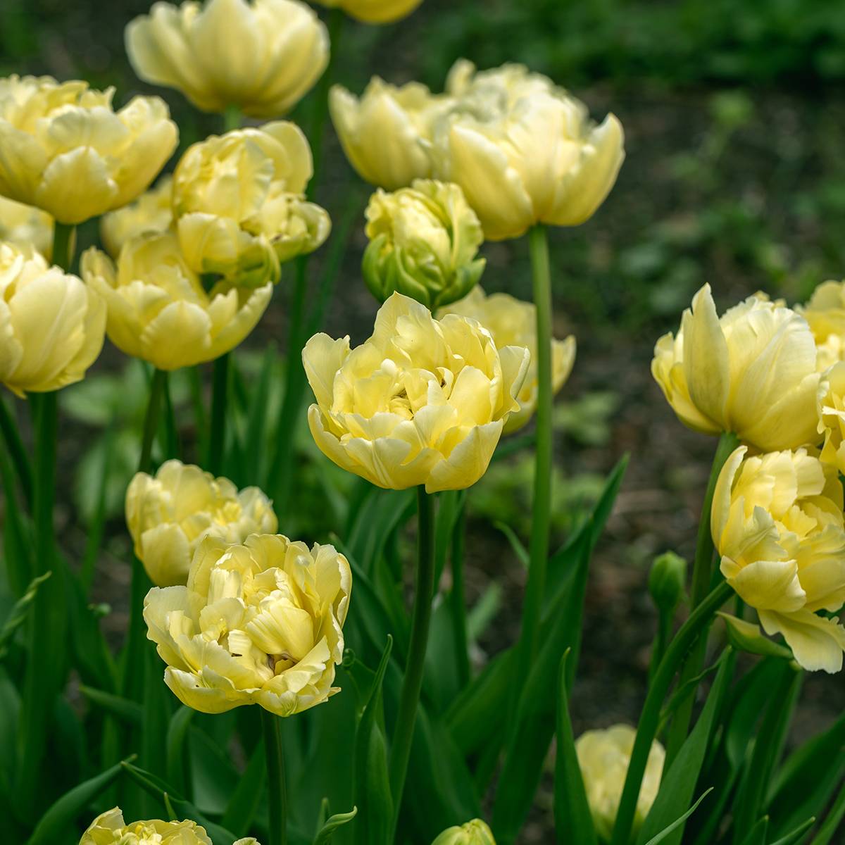 Promesse de Fleurs - Tulipe double tardive Yellow Mountain Bulbe calibre 11+ (par 10)