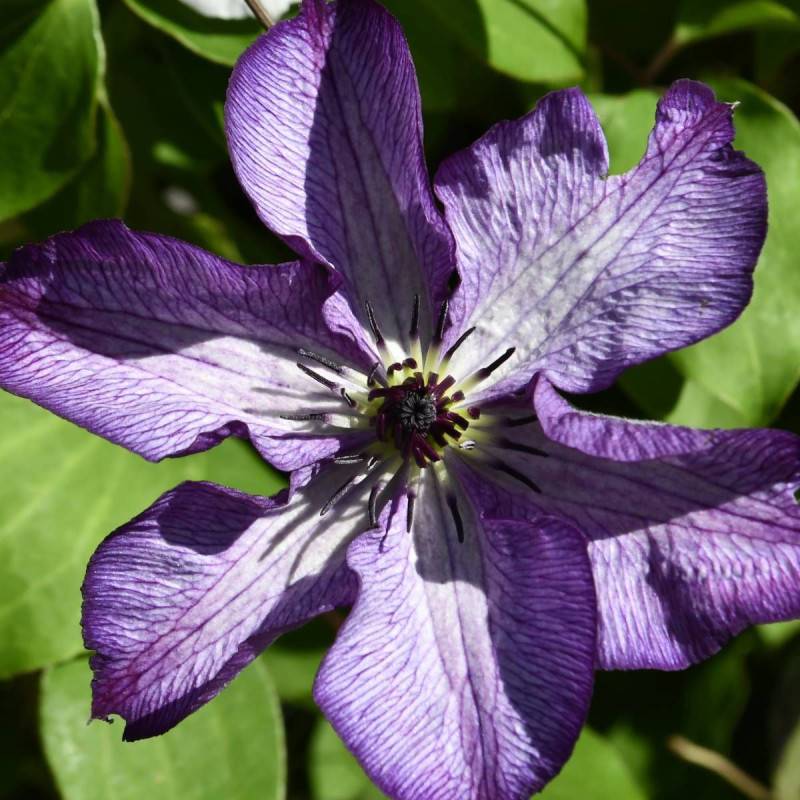 Clématite viticella Super Nova® 'zo09088' à fleurs Violette - feuillage Caduc - Pot de 2L - Tuteur bambou 60/90 cm-  hauteur à maturité De 1,50 m à 2, - Imagen 5