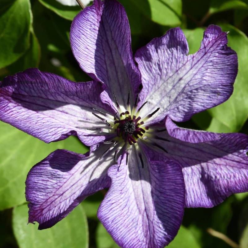 Clématite viticella Super Nova® 'zo09088' à fleurs Violette - feuillage Caduc - Pot de 2L - Tuteur bambou 60/90 cm-  hauteur à maturité De 1,50 m à 2, - Imagen 1