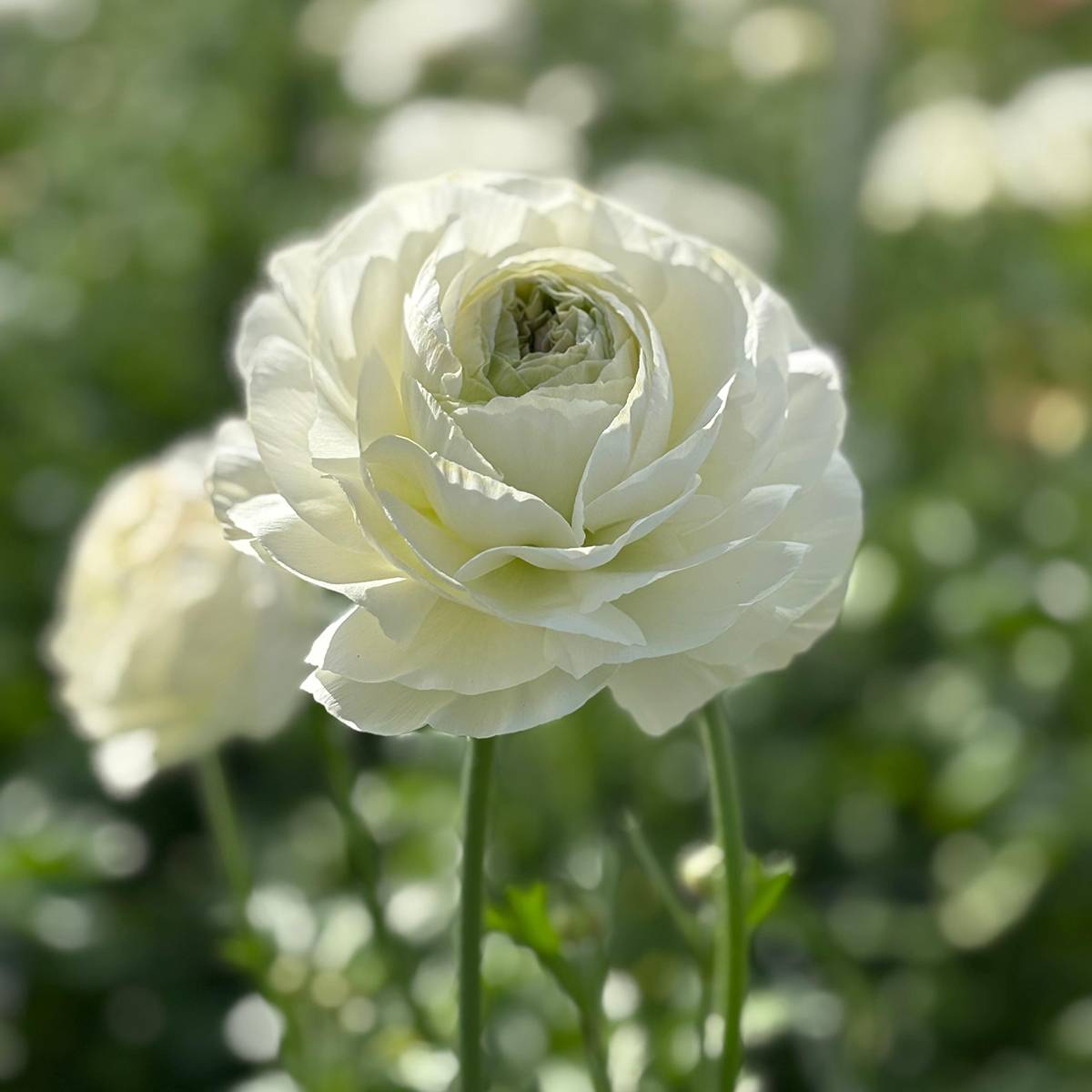 Promesse de Fleurs - Renoncule des fleuristes Romance Montenvers – Ranunculus asiaticus Bulbe calibre 8+