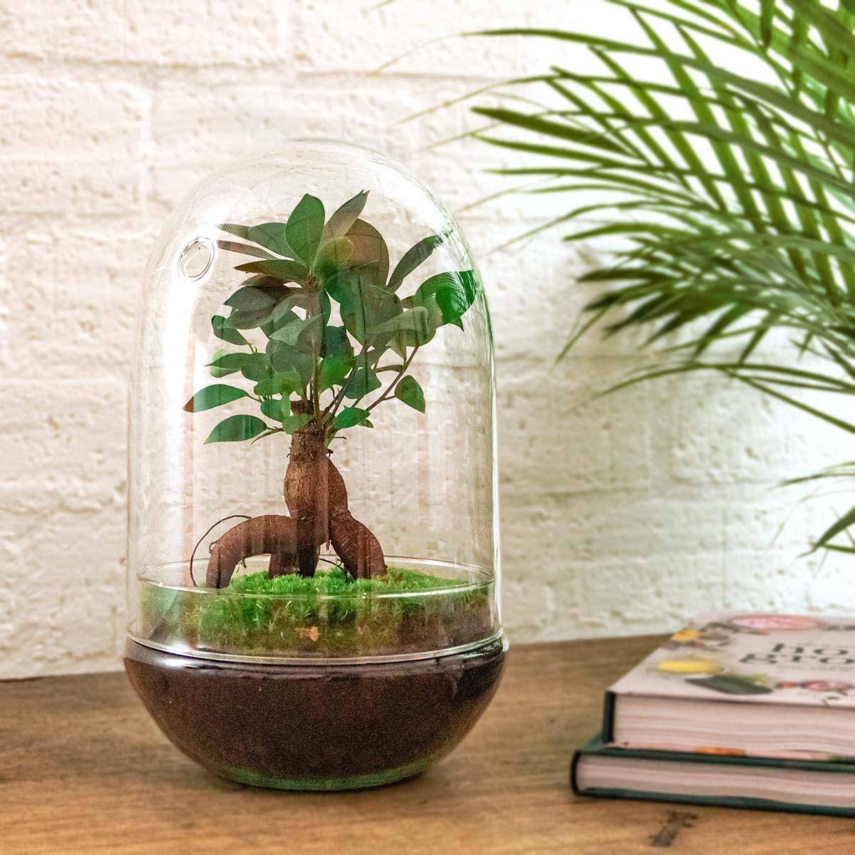 Kit Terrarium Diy - D25 H25cm - Image 1