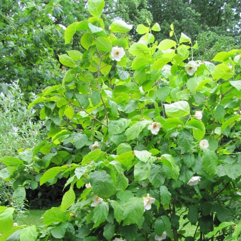 Arbre aux anémones Venus®, Calycanthus à fleurs Blanche/ - feuillage Caduc - Pot de 3L - 40/60 cm - Imagen 1