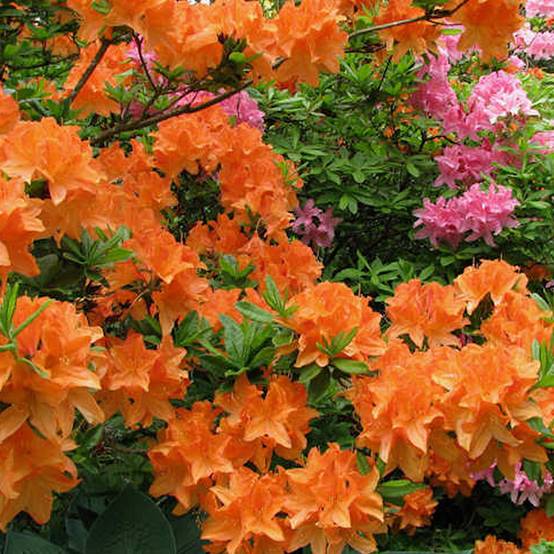 Gardenersdream - Azalée orange (1 pièce) - plante arbuste rhododendron japonais - azalee du Japon persistante robuste - GardenersDream - Image 1