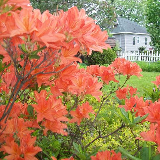 Gardenersdream - Azalée orange (1 pièce) - plante arbuste rhododendron japonais - azalee du Japon persistante robuste - GardenersDream - Image 2
