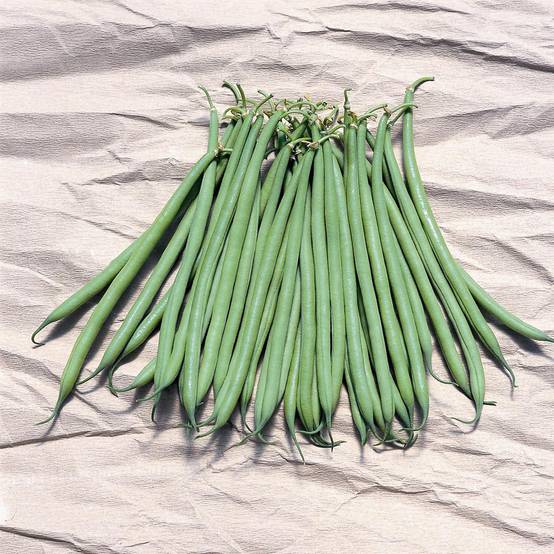 Haricot nain à filet Galion le sachet de 200 graines environ (75g)
