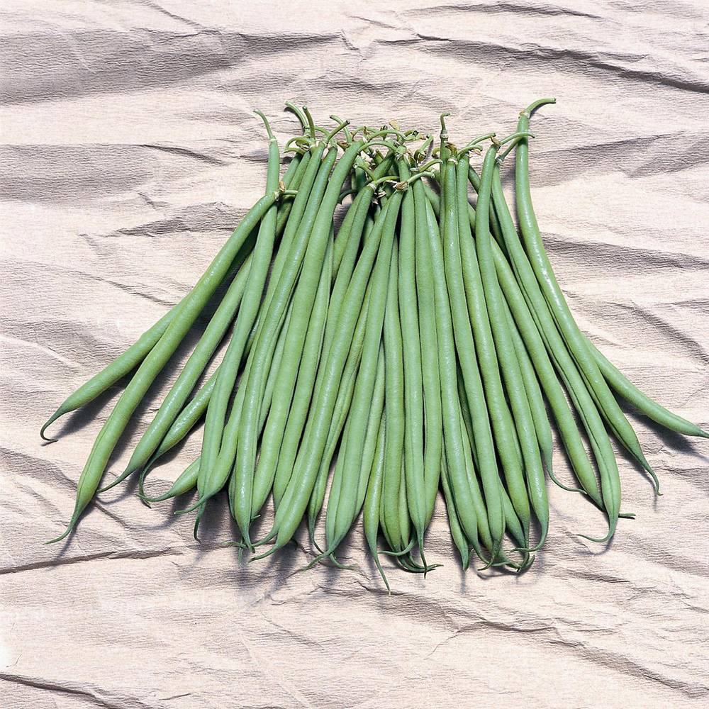 Haricot nain à filet Galion le sachet de 200 graines environ (75g)