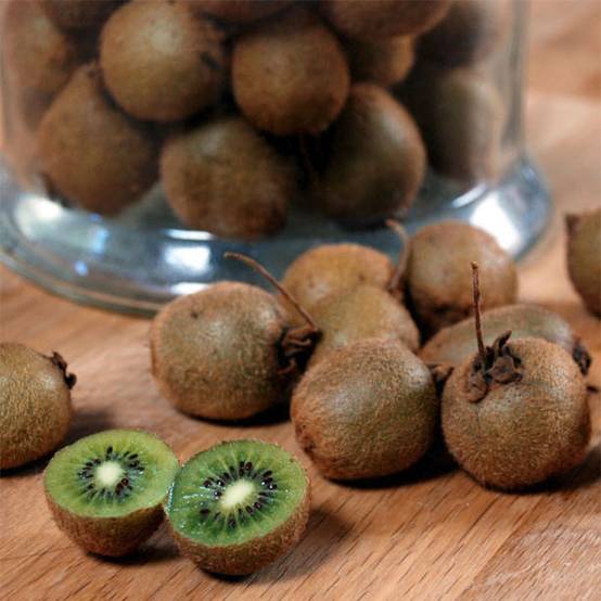 Promesse de Fleurs - Kiwi Jenny (autofertile) - Actinidia deliciosa Godet de 8/9 cm
