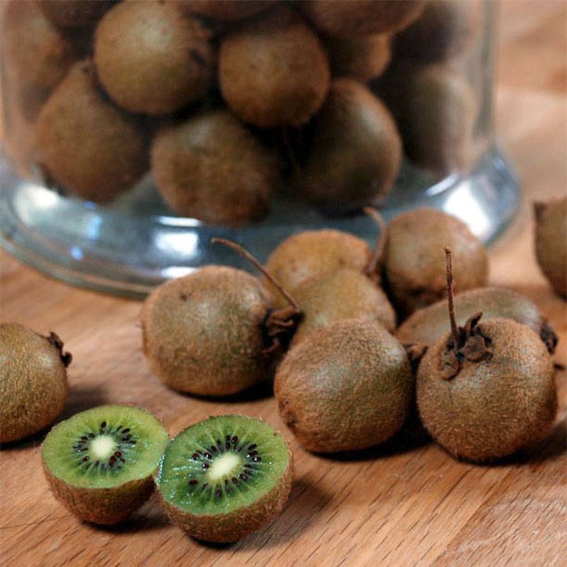 Promesse de Fleurs - Kiwi Jenny (autofertile) - Actinidia deliciosa Godet de 8/9 cm