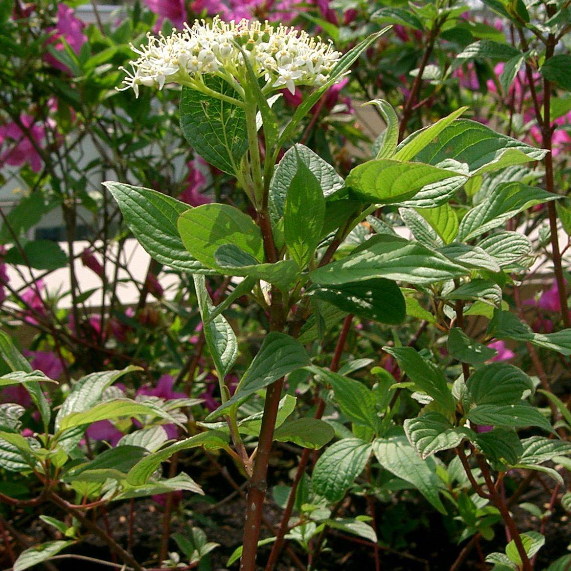 Cornus alba Sibirica - Cornouiller blanc de Sibérie Pot de 6L/7L