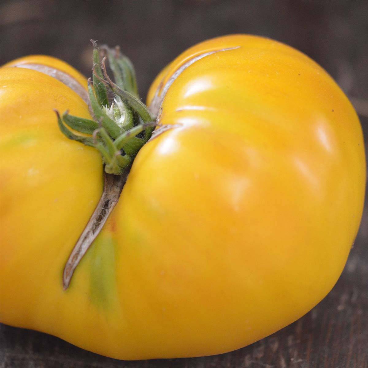 Tomate Huge Lemon Oxheart Bio - Ferme de Sainte Marthe le sachet de 50 graines environ