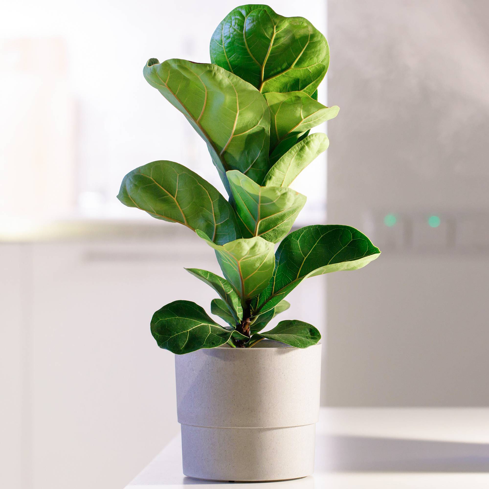 Gardenersdream - Ficus Bambino À Feuilles Persistantes | Plante En Pot 30-40 Cm En Promo Idéale Pour La Maison Ou Le Bureau - GardenersDream - Imagen 1