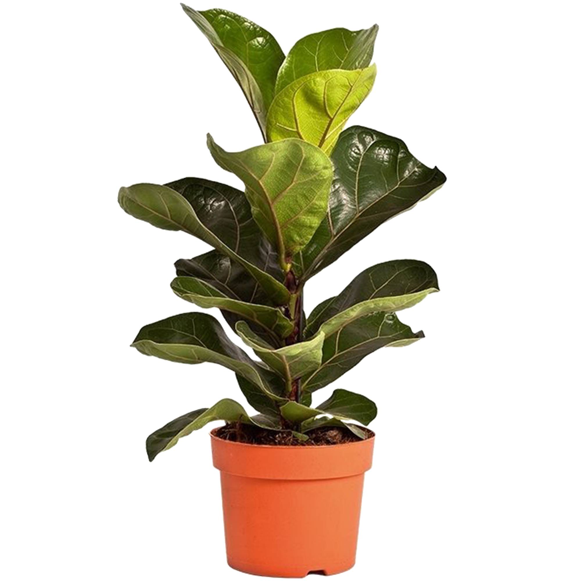 Gardenersdream - Ficus Bambino À Feuilles Persistantes | Plante En Pot 30-40 Cm En Promo Idéale Pour La Maison Ou Le Bureau - GardenersDream - Imagen 2