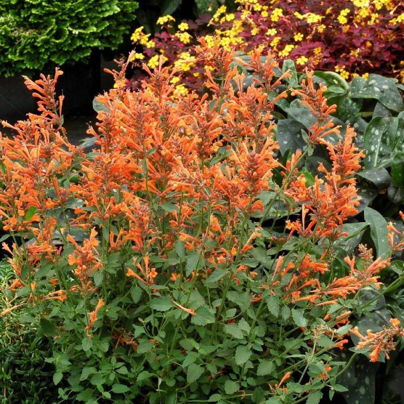 Agastache Kudos Mandarin® à fleurs Orange - feuillage Semi-Persistant - Godet - 5/20 cm-  hauteur à maturité De 0,15 m à 0,50 m - Imagen 1