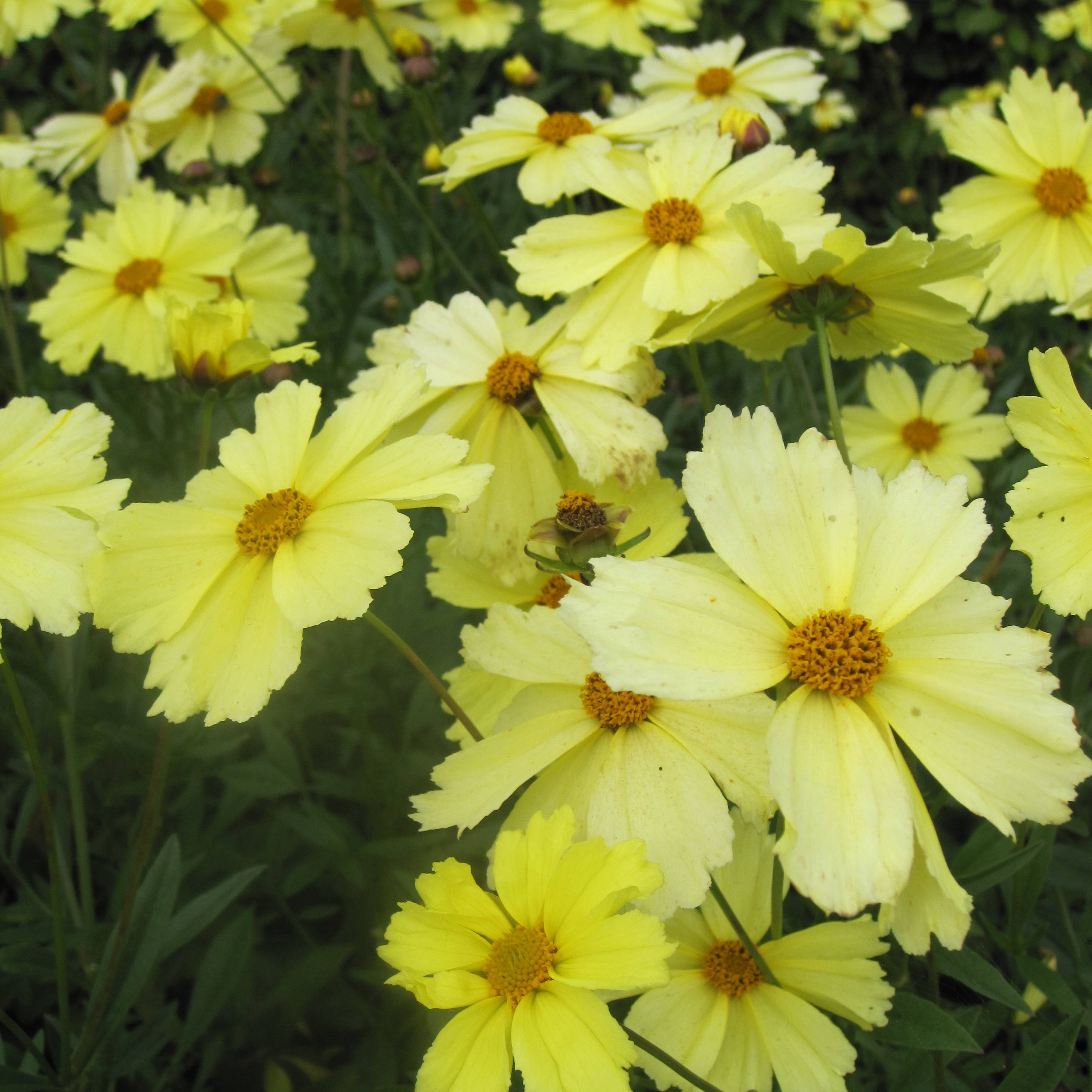 Promesse de Fleurs - Coreopsis Full Moon Madness Godet de 8/9 cm