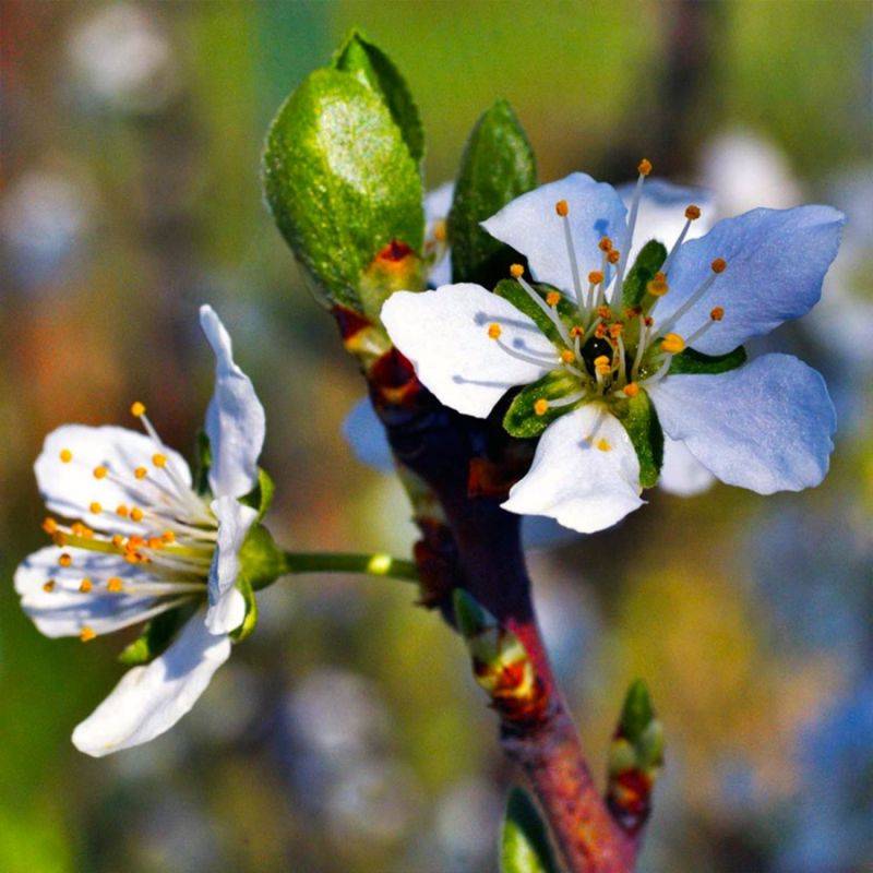 Prunier 'Mirabelle de Nancy' (Prunus domestica 'Mirabelle de Nancy') - Scion de 80 à 100cm - Pépinières Naudet - Imagen 2