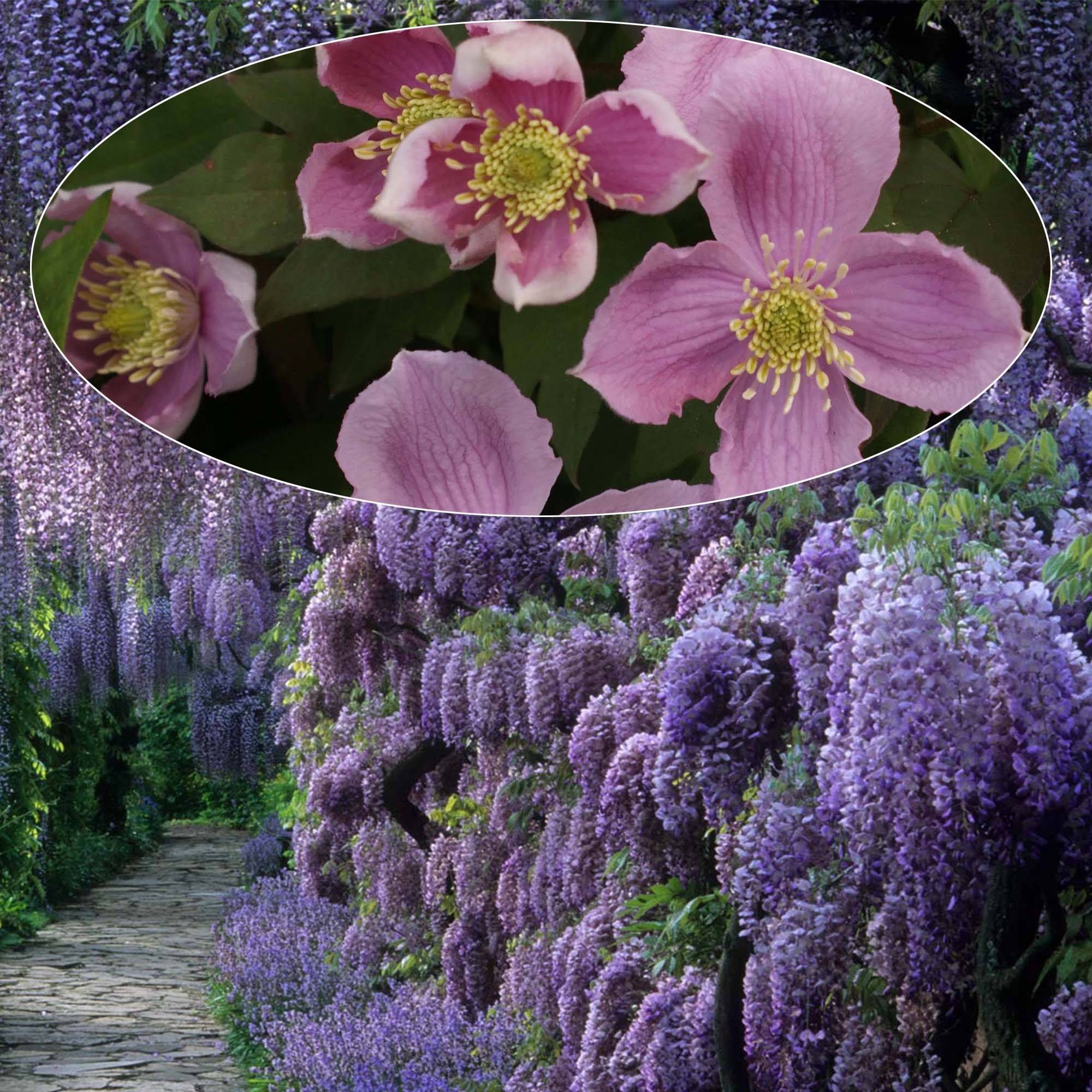 Promesse de Fleurs - Duo Les géantes - Clématite montana Tetrarose et Glycine de Chine - Collection de 2 plantes