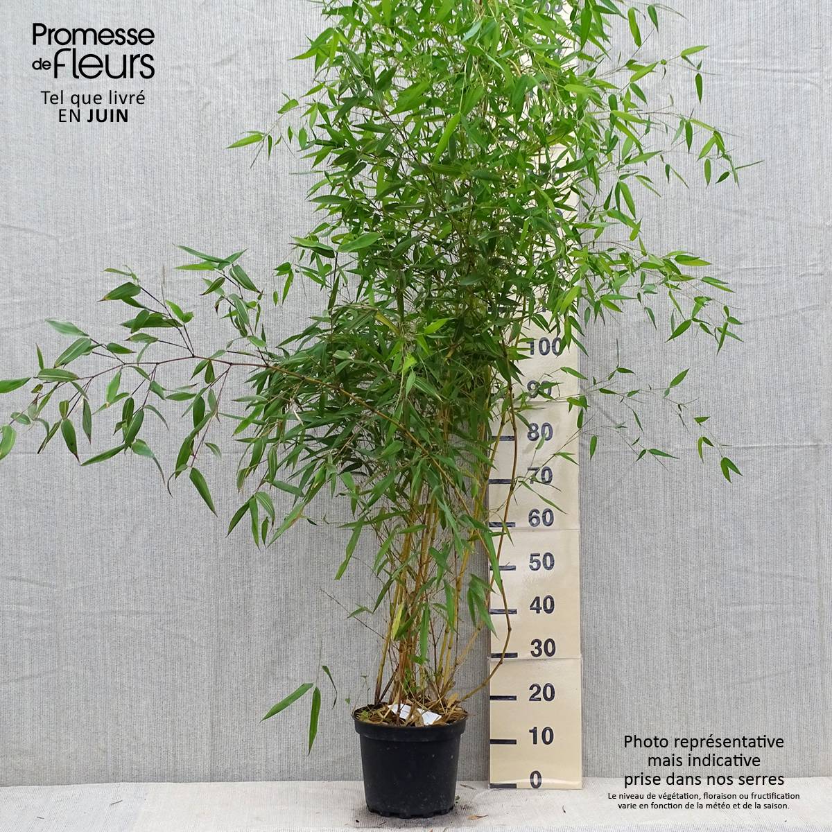 Promesse de Fleurs - Bambou jaune - Phyllostachys aureosulcata Aureocaulis Pot de 4L/5L - Image 2