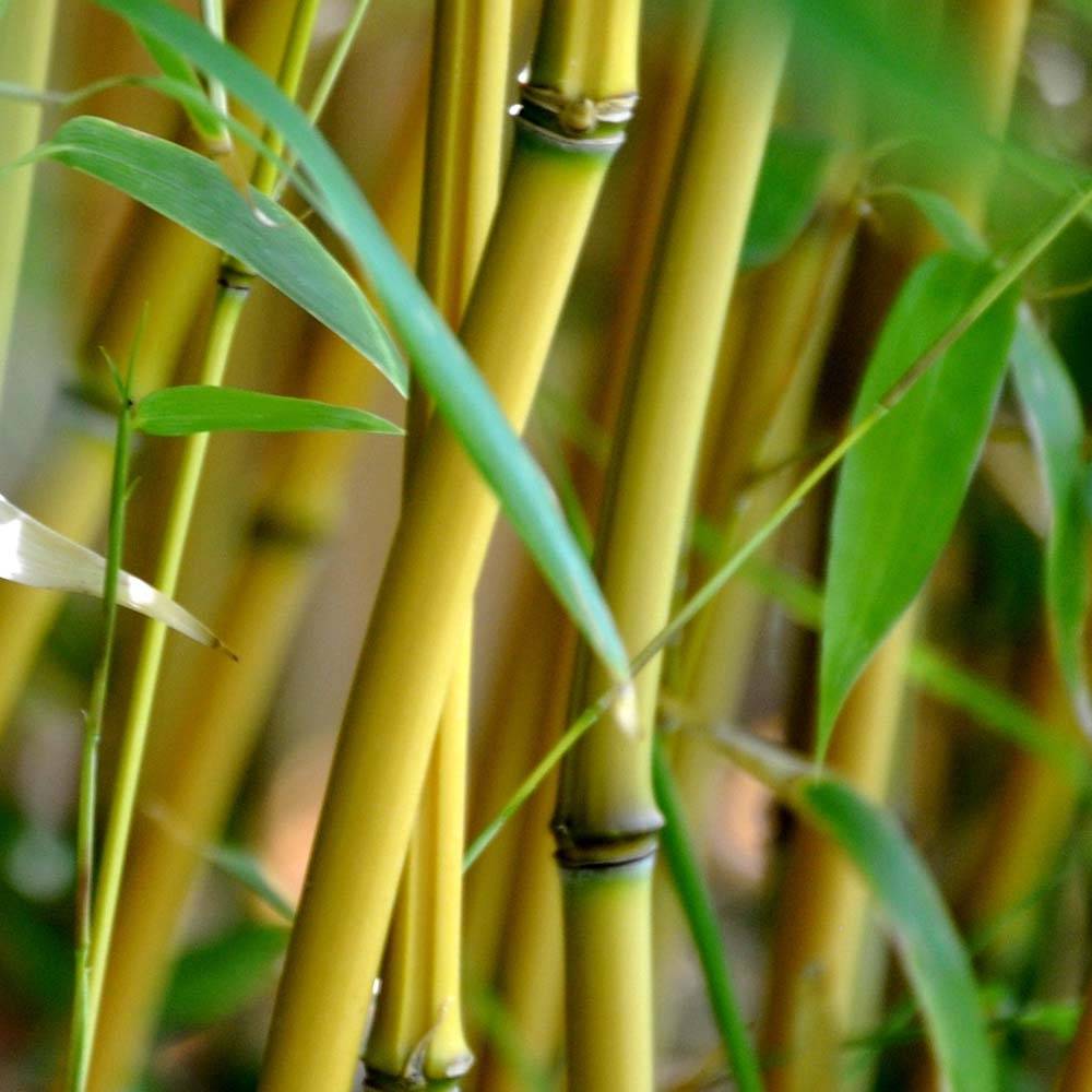 Promesse de Fleurs - Bambou jaune - Phyllostachys aureosulcata Aureocaulis Pot de 4L/5L - Image 1