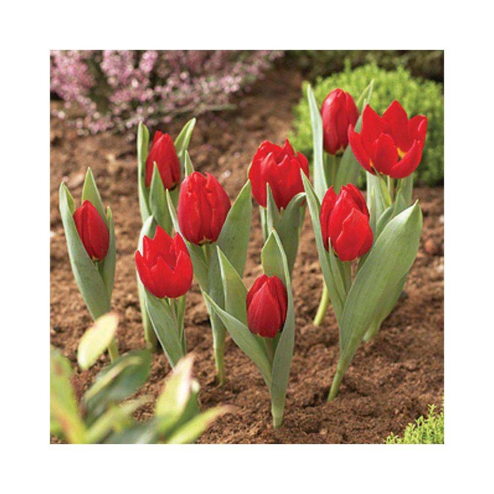 Garland - Panier pour bulbes rond 30 cm (Lot de 2) - Imagen 4