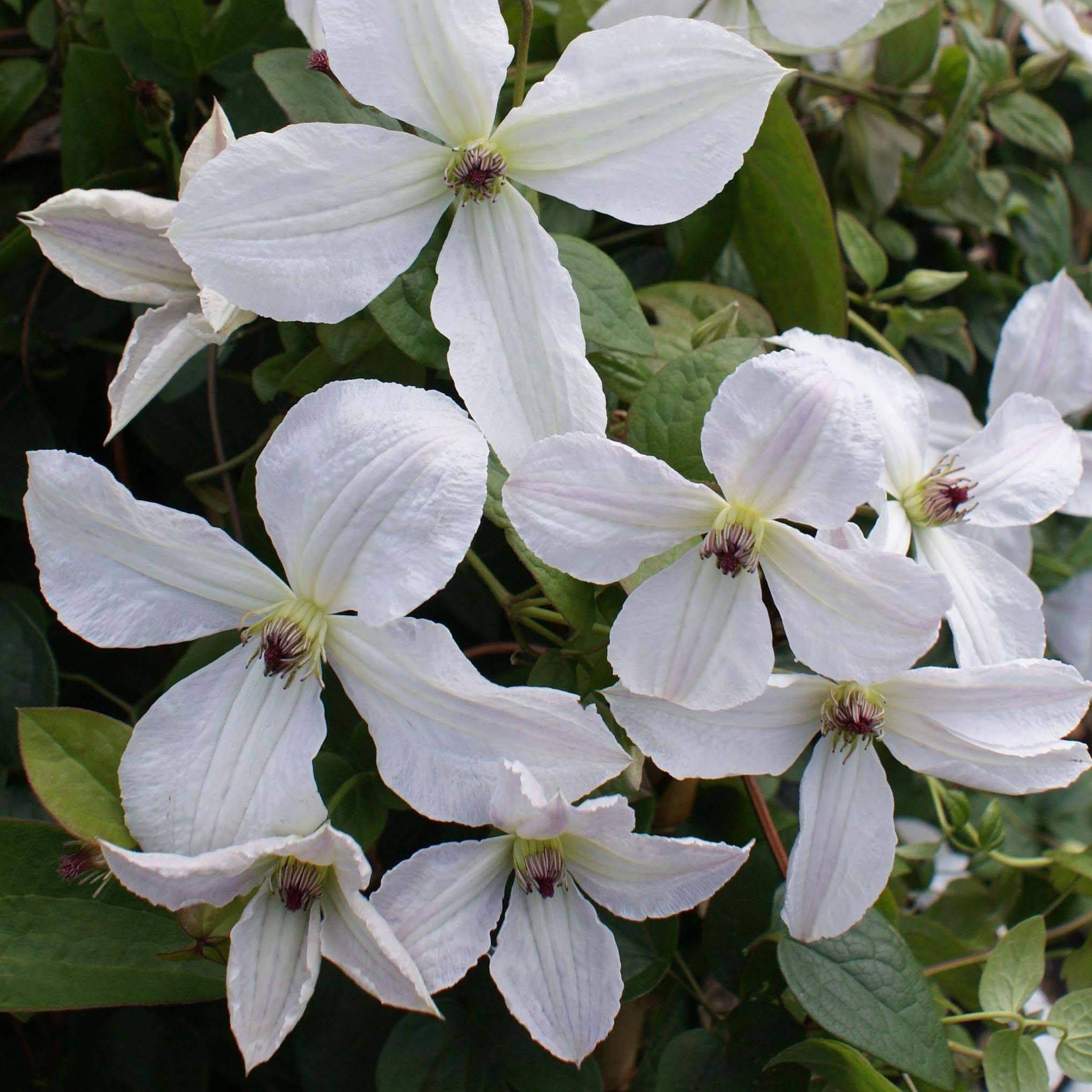 Clématite - Clematis Forever Friends Pot de 2L/3L
