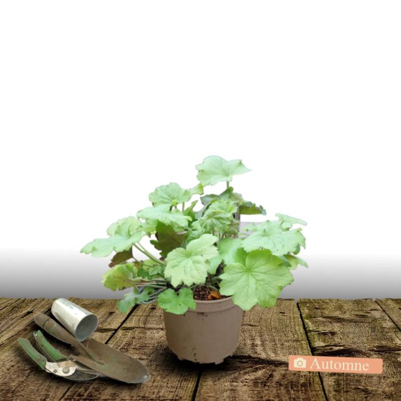 Heuchere Emerald Queen à fleurs Rose/Blanche - feuillage Persistant - Pot de 3L - 20/40 cm - Imagen 2