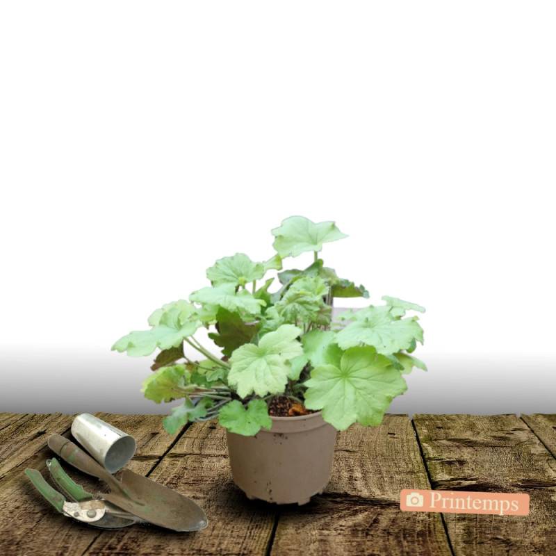Heuchere Emerald Queen à fleurs Rose/Blanche - feuillage Persistant - Pot de 3L - 20/40 cm - Imagen 4