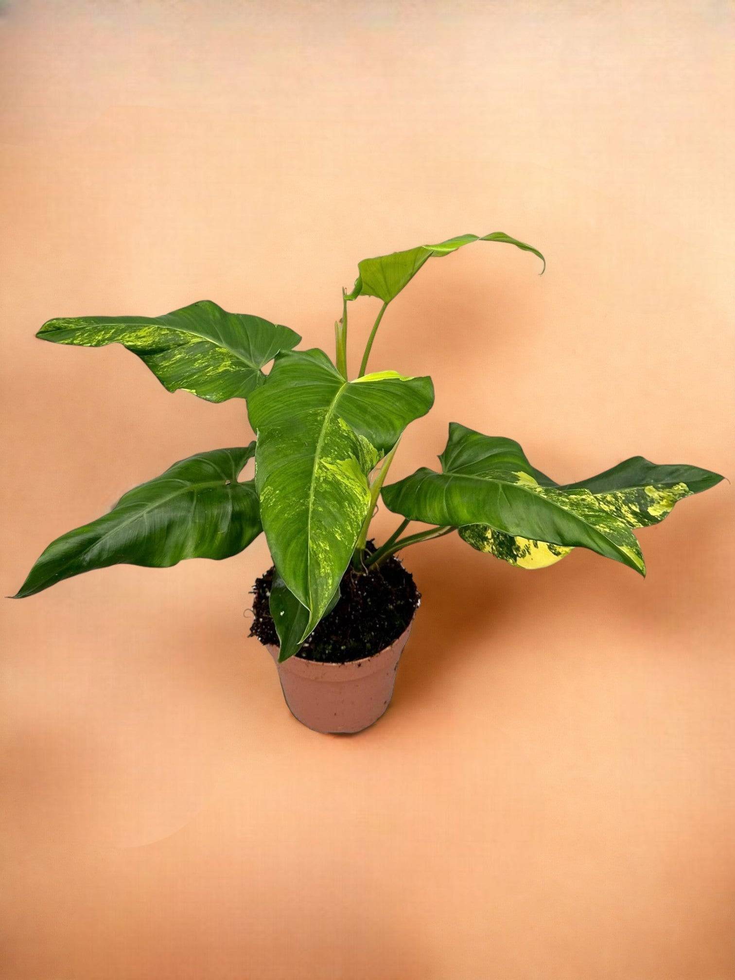 Philodendron Domesticum Variegata- La Green Touch