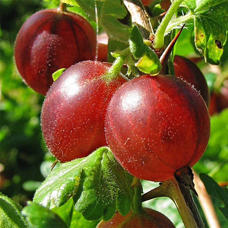 Promesse de Fleurs - Groseillier à maquereaux Hinnonmaki rouge Pot de 1,5L/2L, Buisson