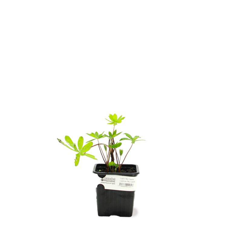 3 Lupins 'Mon Château' (Lupinus 'My Castle') - Lot de 3 vivaces - Pépinières Naudet - Imagen 2
