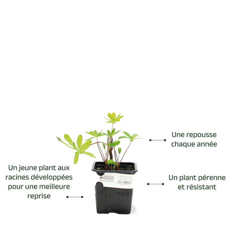 3 Lupins 'Mon Château' (Lupinus 'My Castle') - Lot de 3 vivaces - Pépinières Naudet - Imagen 3