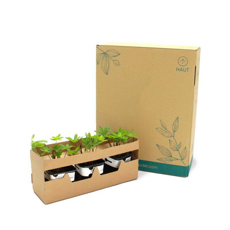 3 Lupins 'Mon Château' (Lupinus 'My Castle') - Lot de 3 vivaces - Pépinières Naudet - Imagen 5