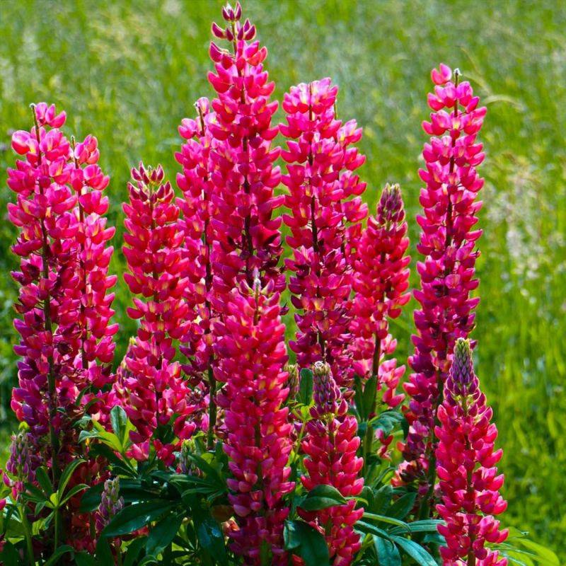 3 Lupins 'Mon Château' (Lupinus 'My Castle') - Lot de 3 vivaces - Pépinières Naudet - Imagen 1