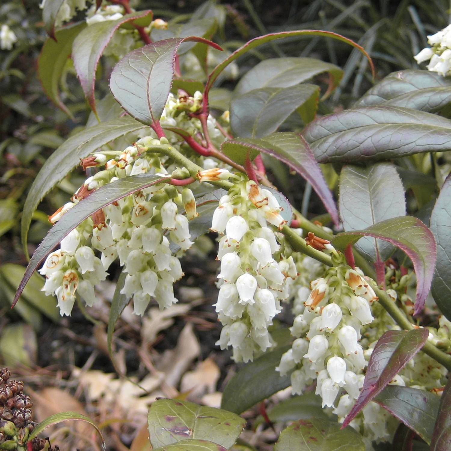 Promesse de Fleurs - Leucothoe fontanesiana Scarletta Pot de 2L/3L