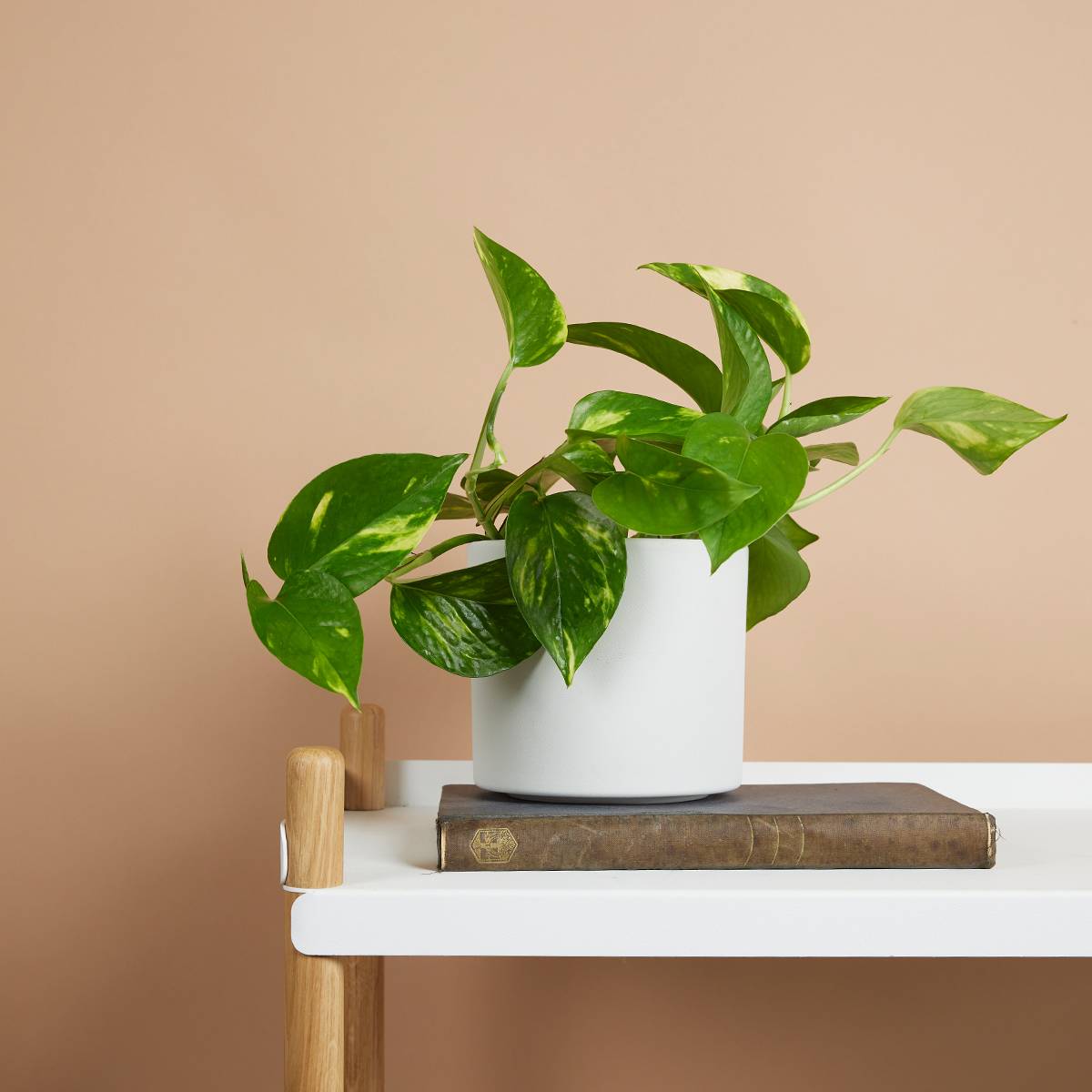 Scindapsus Aureum - Pothos doré - Plante suspendue - Plante d'intérieur - H. 10-20 cm - P. 12 cm - Image 2