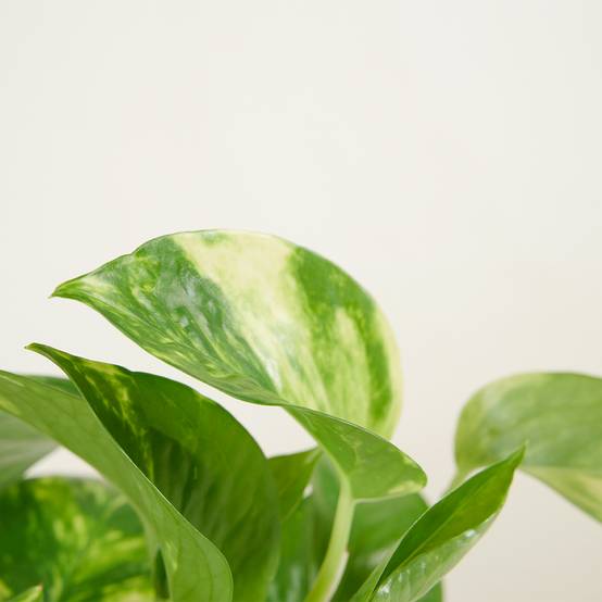 Scindapsus Aureum - Pothos doré - Plante suspendue - Plante d'intérieur - H. 10-20 cm - P. 12 cm - Image 4