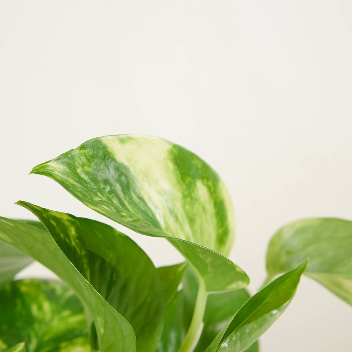 Scindapsus Aureum - Pothos doré - Plante suspendue - Plante d'intérieur - H. 10-20 cm - P. 12 cm - Image 4
