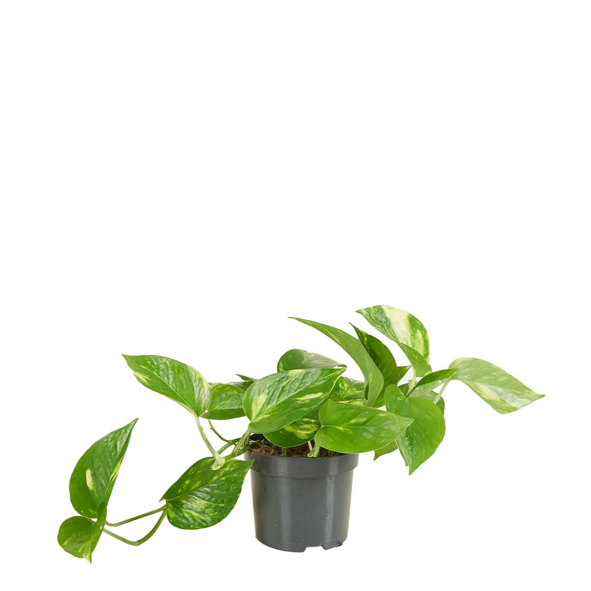 Scindapsus Aureum - Pothos doré - Plante suspendue - Plante d'intérieur - H. 10-20 cm - P. 12 cm - Image 1