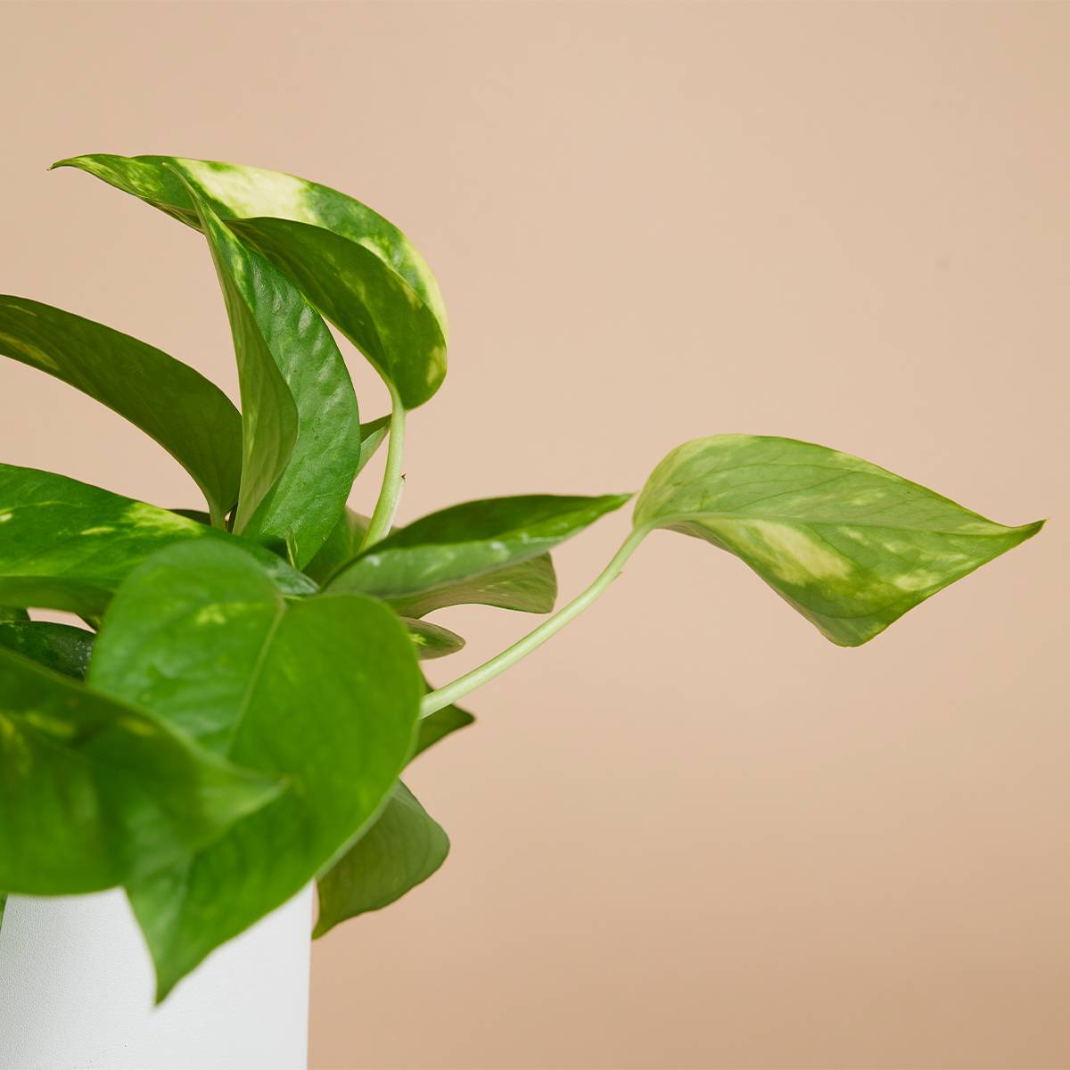 Scindapsus Aureum - Pothos doré - Plante suspendue - Plante d'intérieur - H. 10-20 cm - P. 12 cm - Image 3