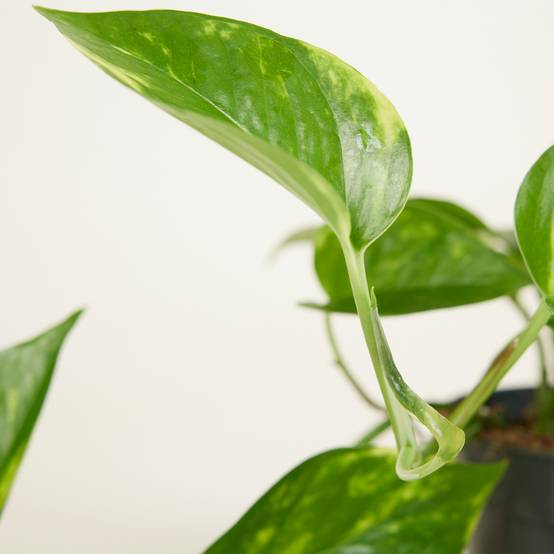 Scindapsus Aureum - Pothos doré - Plante suspendue - Plante d'intérieur - H. 10-20 cm - P. 12 cm - Image 5