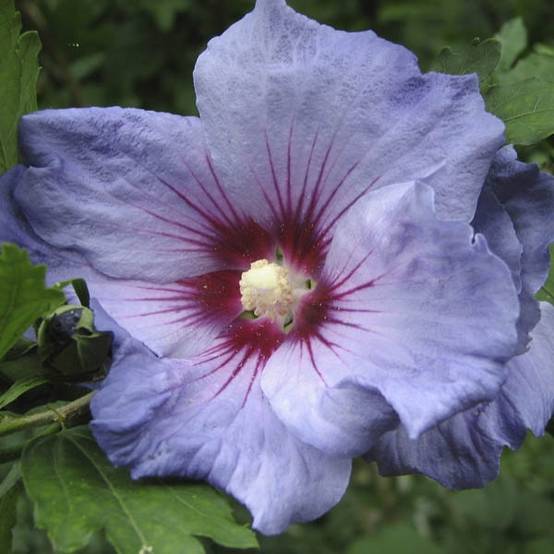 Promesse de Fleurs - Hibiscus syriacus Oiseau Bleu (Marina) - Althéa bleu Pot de 2L/3L - Image 1