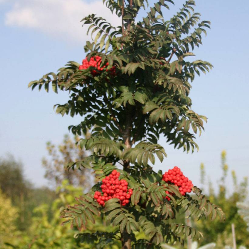 Sorbier des oiseleurs Fastigiata - Sorbus aucuparia Pot de 20L/25L