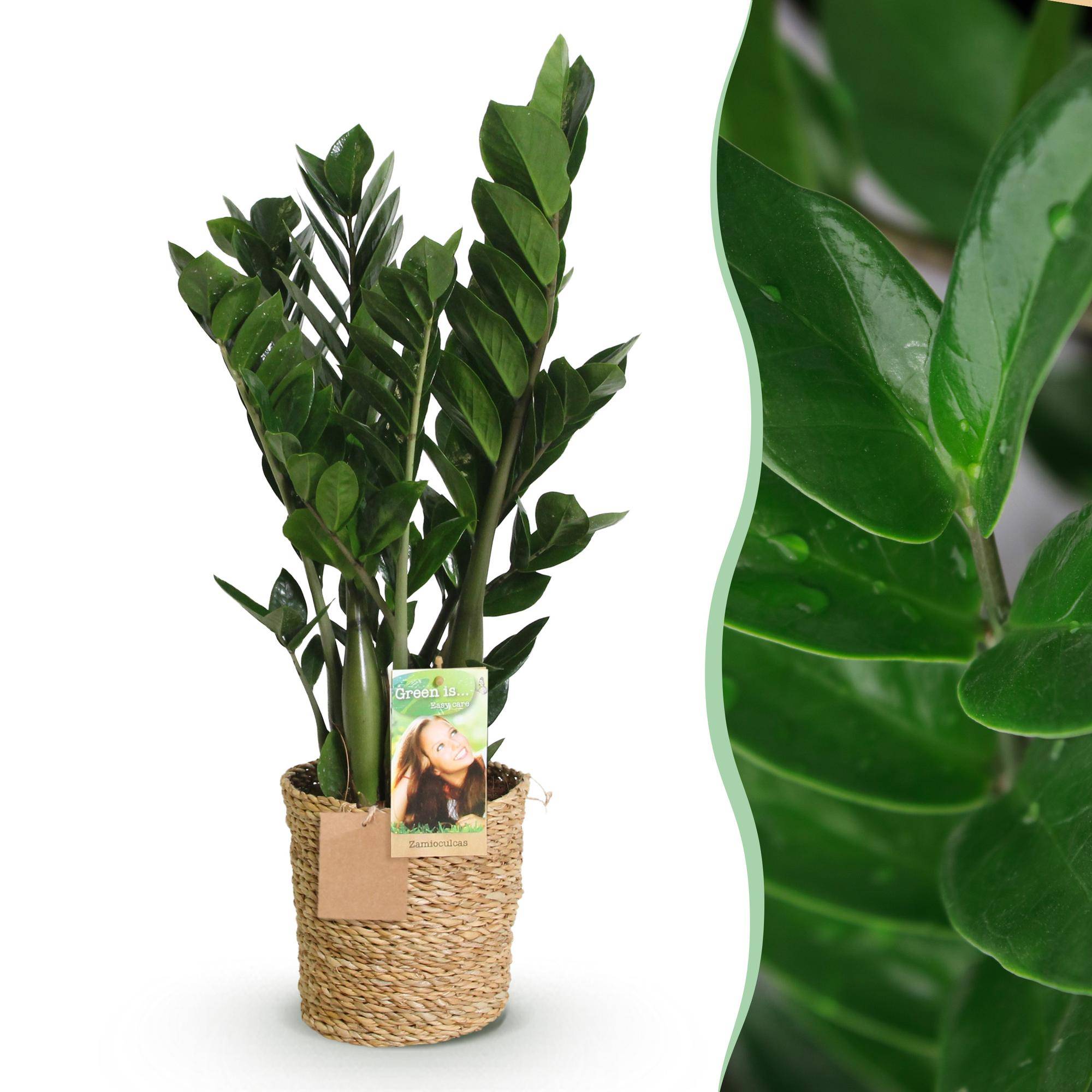 Zamioculcas - ZZ-plant - Pot de 17cm - Plantes d'intérieur