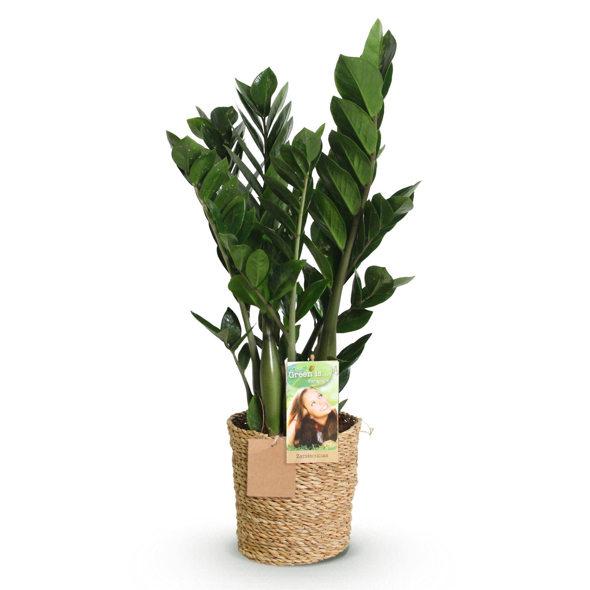 Zamioculcas - ZZ-plant - Pot de 17cm - Plantes d'intérieur - Image 2