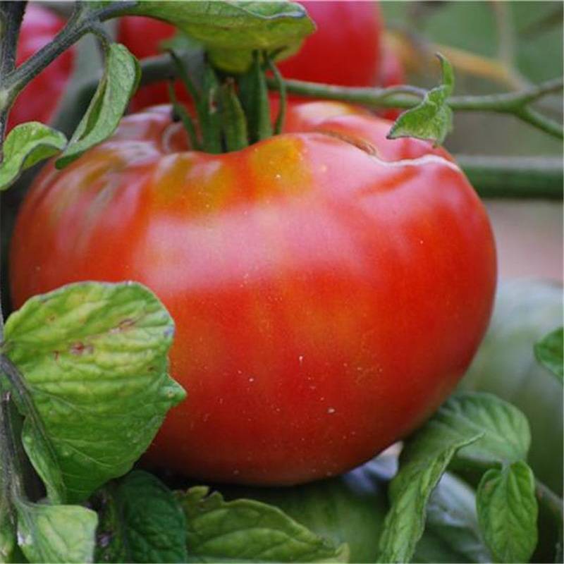 Tomate Altaisky Bio - Ferme de Sainte Marthe le sachet de 50 graines environ